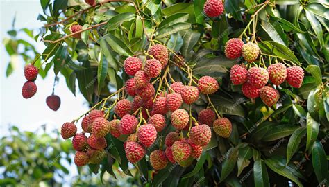 Premium Photo | Lychee tree full of lychee fruit