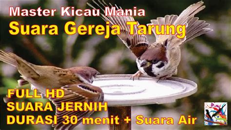 Masteran Murai Suara Burung Gereja Tarung Durasi Panjang Terapi