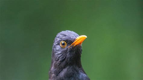 Dominic Couzens… Blackbird | Features | Bird Watching