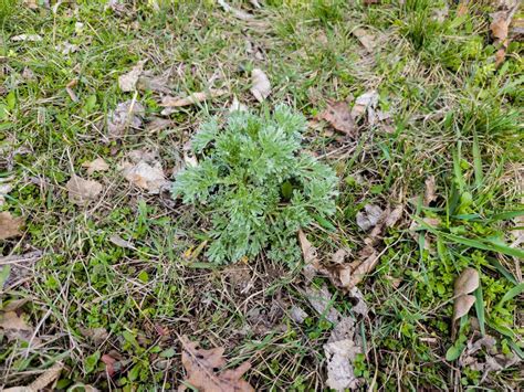 Primer Plano De Ajenjo Fresco Artemisia Absinthium L Hierba En El