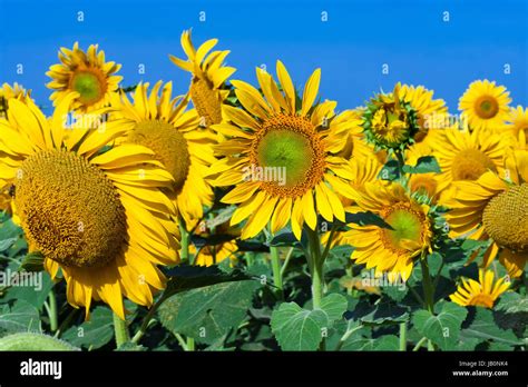 Beautiful Blooming Field Of Sunflowers Under Blue Sky Stock Photo Alamy