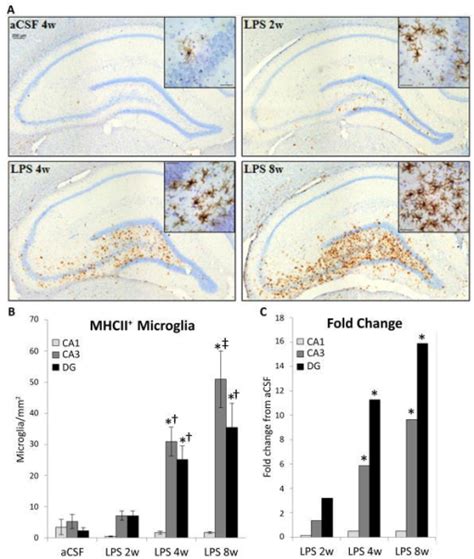 Distribution Of Mhc Ii Ir Microglia Brown Cells Withi Open I