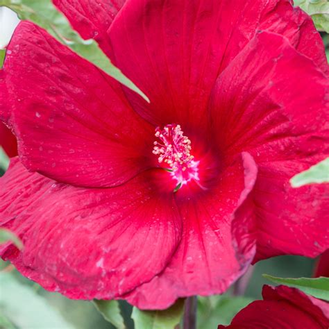 Szk Ka Bylin Dobrepole Hibiscus Summerific Mars Madness Ketmia