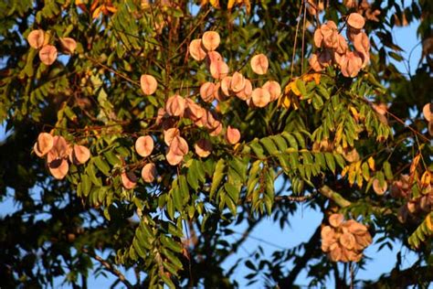 Subtle Trees Winters Effect On Southwest Florida Trees 1 Stop