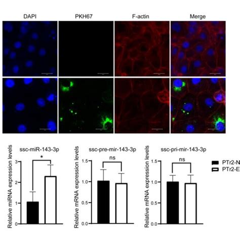 Ssc Mir P Derived From Extracellular Vesicles In Uterine Luminal