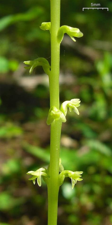 Alaskan Rein Orchid Piperia Unalascensis Sprengel Rydber Flickr