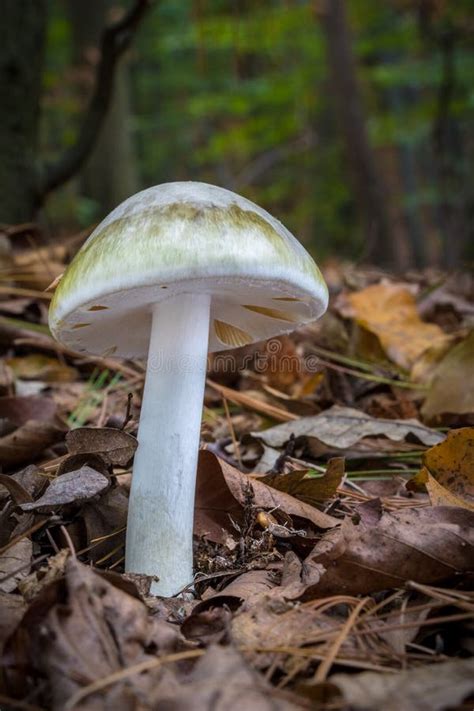 Casquillo De Muerte Phalloides De La Amanita Seta Venenosa Mortal