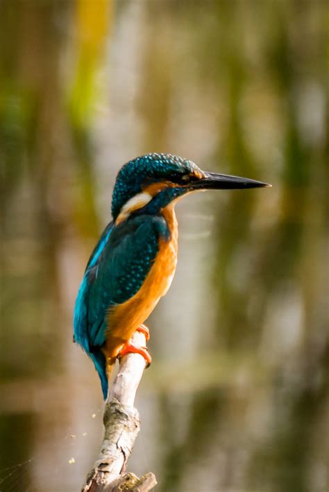 Kingfisher Pennington Flash Edmondson Hide Colin Ball Flickr