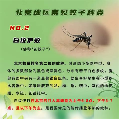 北京蚊虫叮咬指数发布，这区最高！这俩时段易被常见蚊子咬 京报网