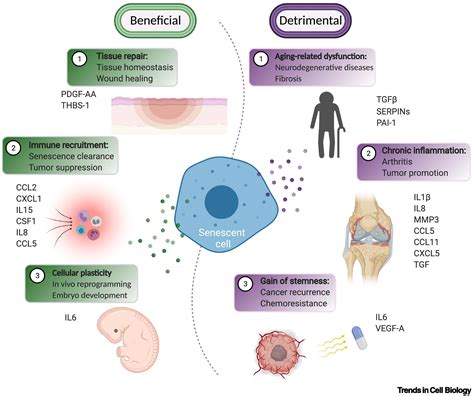 Chromatin Basis Of The Senescence Associated Secretory Phenotype