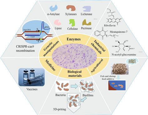 Schematic overview of genome editing methods based on... | Download Scientific Diagram