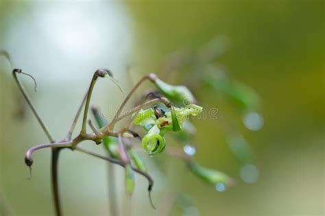 Bursted Fruit Capsule Of Himalayan Balsam Impatiens Glandulifera