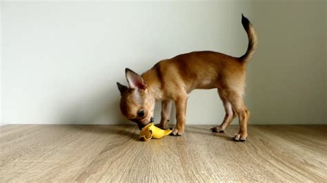 Dog Eating Banana Videos and HD Footage - Getty Images