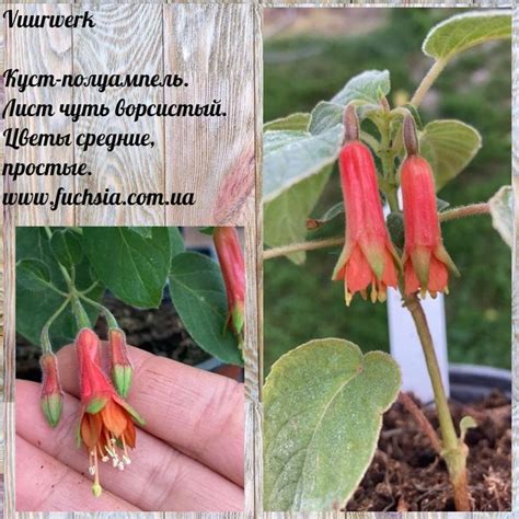 Фуксія fuchsia від Лани Чук ( Каталог ) | Plants, Garden, Fuchsia