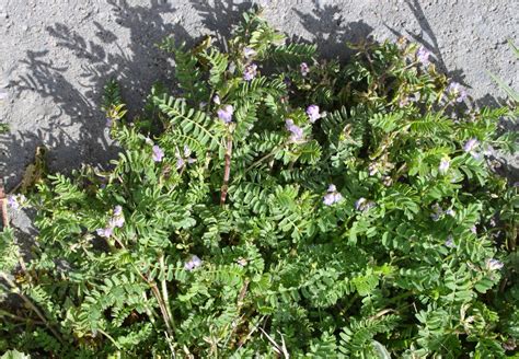 Plantas Beleza E Diversidade Sapatetas Astragalus Pelecinus Subsp