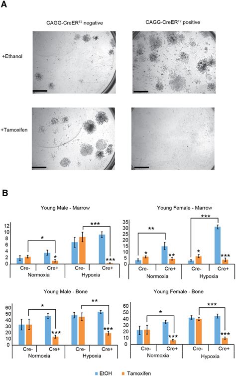 Colony Forming Abilities Are Reduced When Creer T2 Positive Cells From Download Scientific