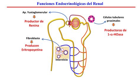 Partes Y Funciones De La Nefrona