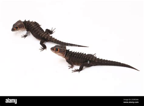 Tribolonotus Gracilis Red Eyed Crocodile Skinks Lizard Isolated On