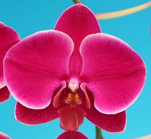 Dtps Ruey Lih Beauty X Phal Sunrise Welcome To Orchid Cultivators