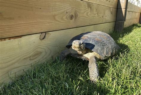 Baby Desert Tortoise