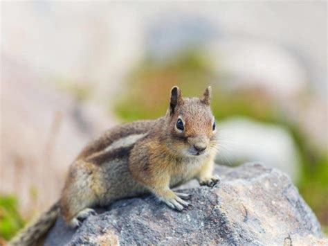 Chipmunk Repellent Plant Eater Garden Insects Environment Friendly