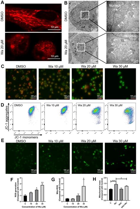 Warangalone Causes To Mitochondrial Damage Via Ros A B Mda Mb 231