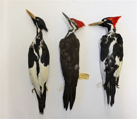 Ivory Billed Woodpecker Habitat