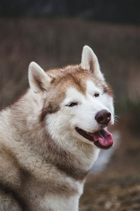 Ritratto Del Primo Piano Del Cane Beige E Bianco Divertente Del Husky