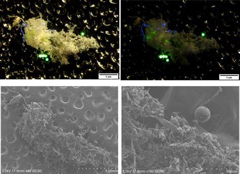 研究内容│fsi海洋プラスチック研究