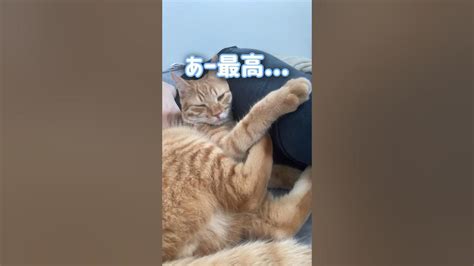 ママの太ももにしがみついて離れない超甘えん坊の猫【とらまる】 Youtube