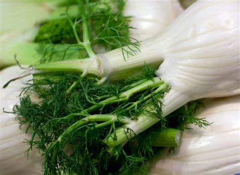 Fennel Vs Dill Spiceography Showdown﻿