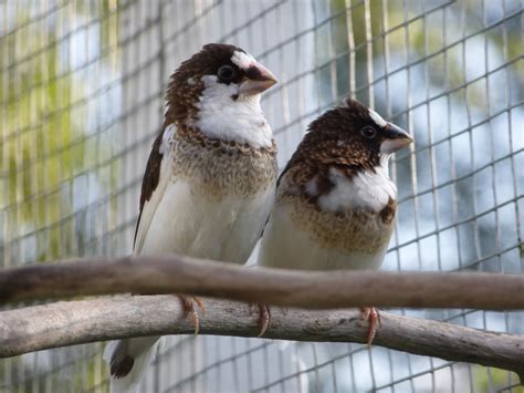 Information About Finches Forests Edge Hobby Farm