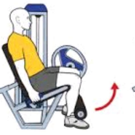 Extensi N Cuadriceps Completo Por Javier C Ejercicio C Mo Hacerlo