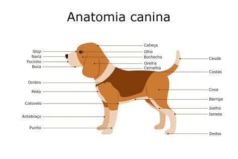 Anatomia canina confira toda a formação externa e interna dos cães