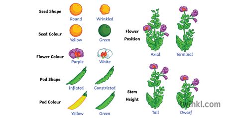 Mendel Pea Traits Diagram Labelled Plant Variation Science Secondary