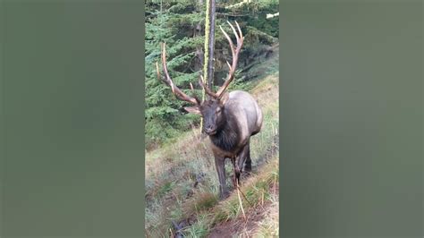 6x6 Bull Washington State Elk Season 2019 Youtube