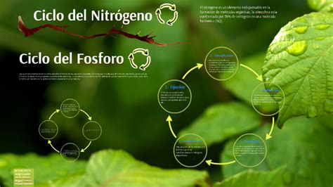 Ciclo Del Nitrógeno Y Del Fósforo By On Prezi