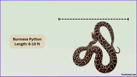 Burmese Python Size: How Big Are They Compared To Others?