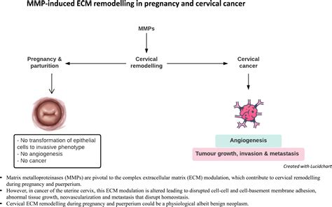 Matrix Metalloproteinase Induced Cervical Extracellular Matrix