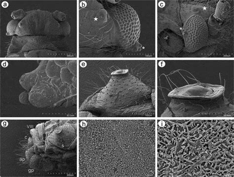 Full Article Morphology Taxonomy And Systematic Position Of The