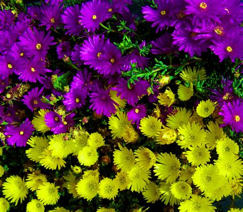 Purple Yellow Flowers Spring Free Image Download