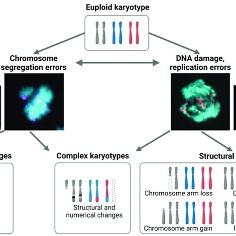 Karyotypic changes and their origins. Eukaryotic cells with euploid ...