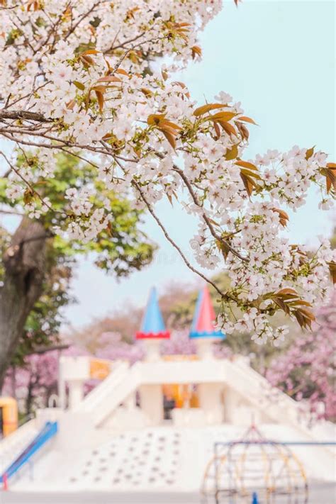 Japanese Sakura Somei Yoshino Cherry Blossoms With The Kindergarden