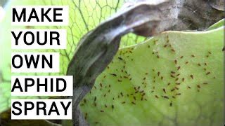 Controlling Aphids Homemade Aphid Spray Recipes And Tips 52 OFF