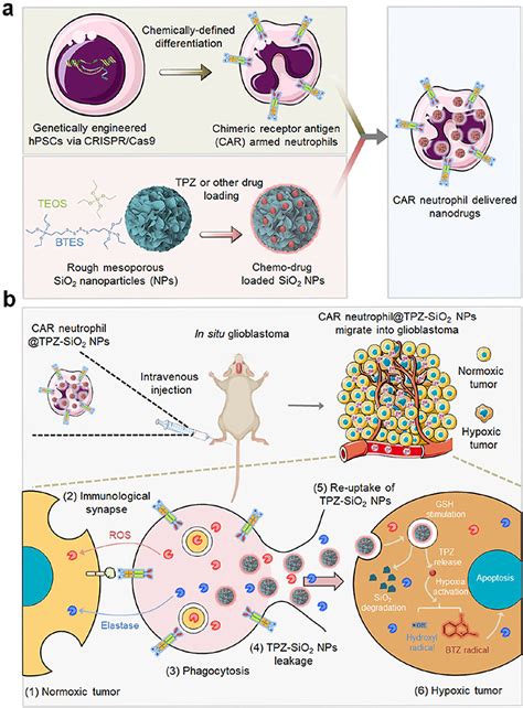 Biomimetic Nano Drug Delivery System Ijn