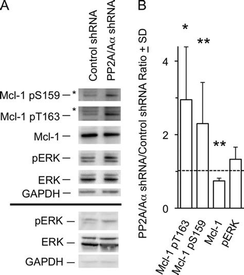 Inhibition Of Protein Phosphatase 2A PP2A Prevents Mcl 1 Protein