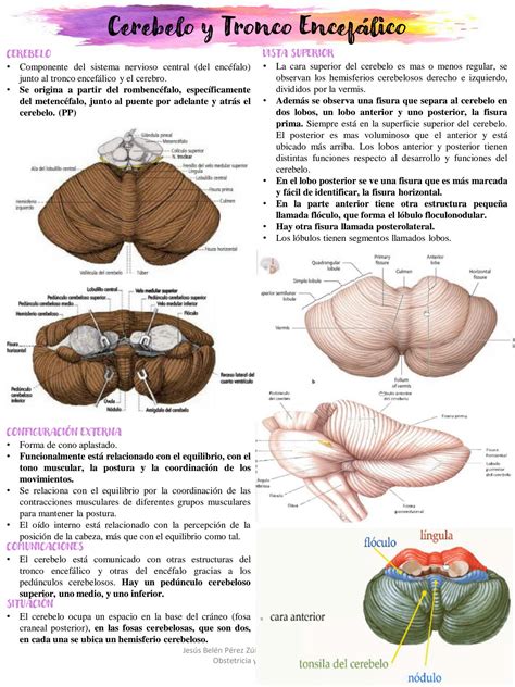 SOLUTION Cerebelo y tronco encefálico Studypool