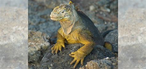 Lizard-fin_Web | Good Nature Travel Blog