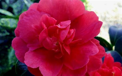 October Magic Rose Camellia 2 Gallon Shrub Sasanqua Camellias