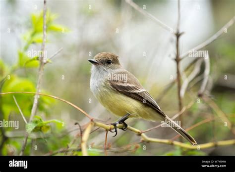 Galapagos Flycatcher Myiarchus Magnirostris Galapagos Stock Photo